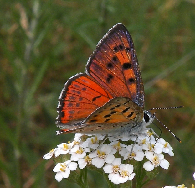 Lycaena alciphron